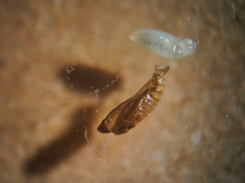 Phyllonorycter robiniellus